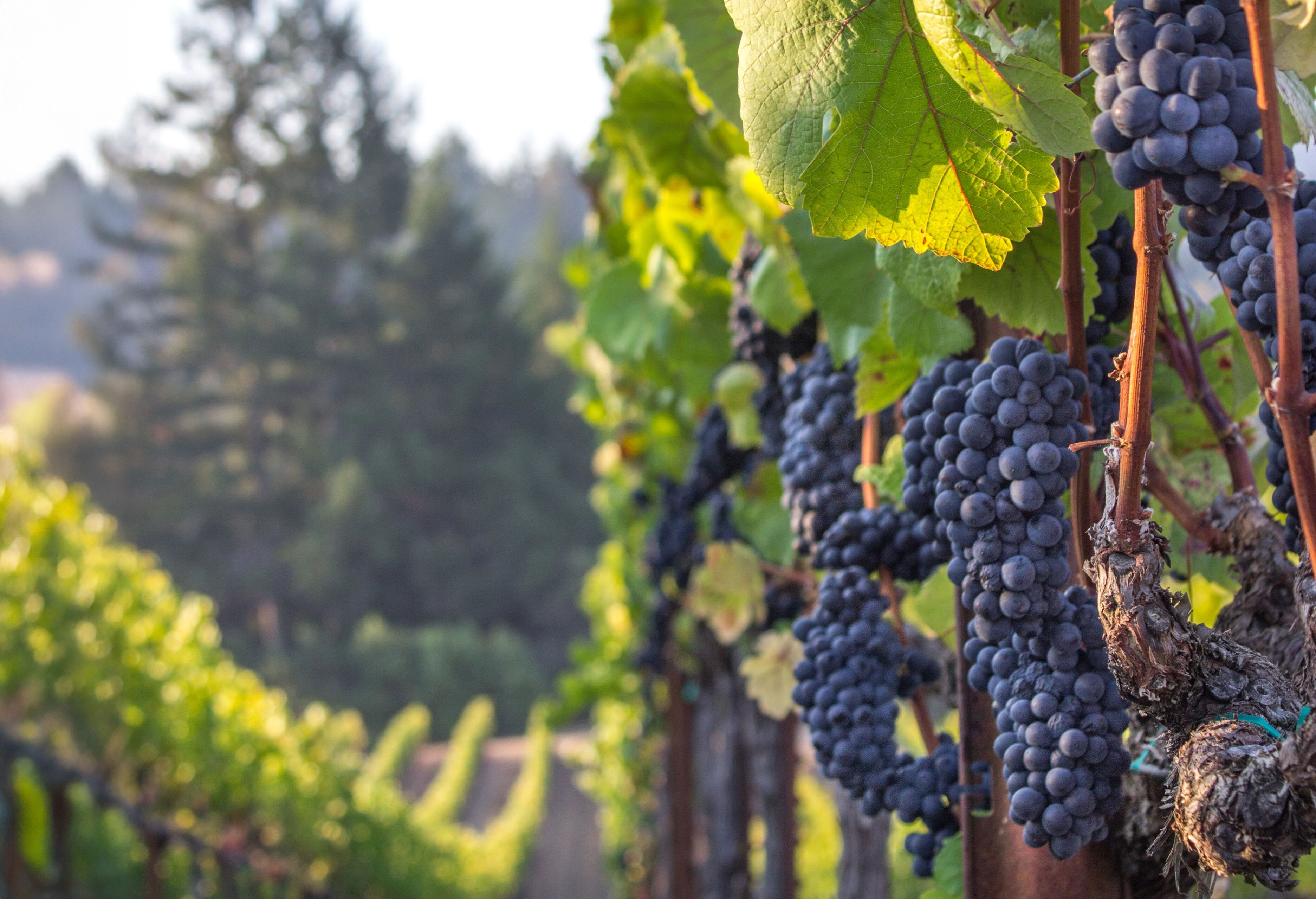 Grapes on a vine